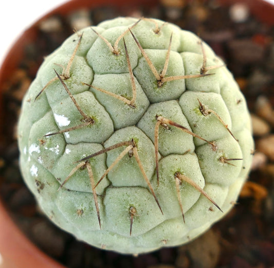 Tephrocactus geometricus