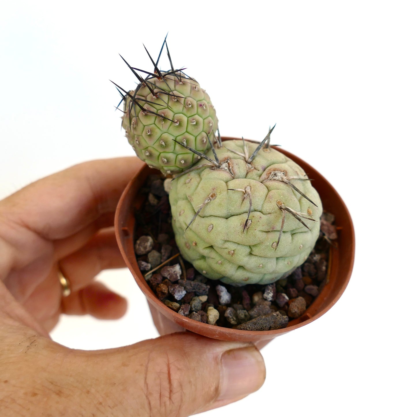 Tephrocactus geometricus BLACK SPINES