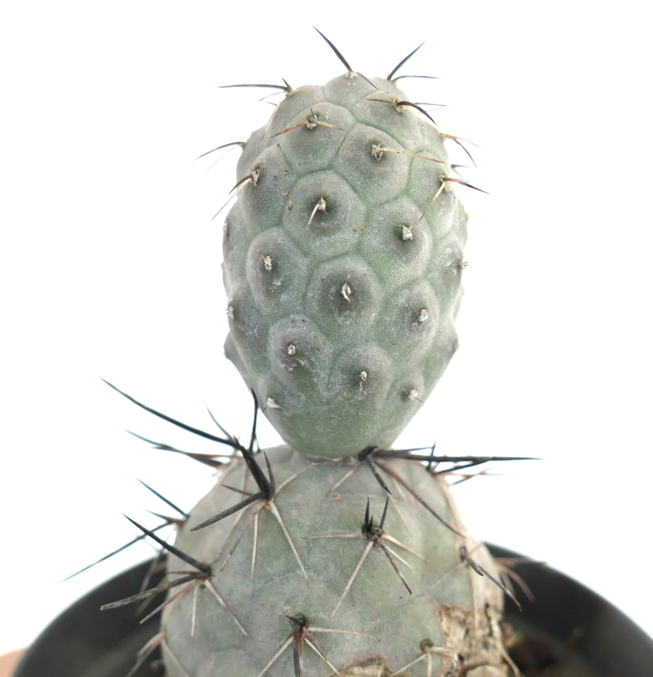 Tephrocactus geometricus BLACK SPINES