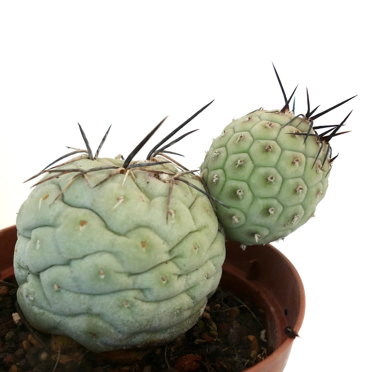 Tephrocactus geometricus BLACK SPINES