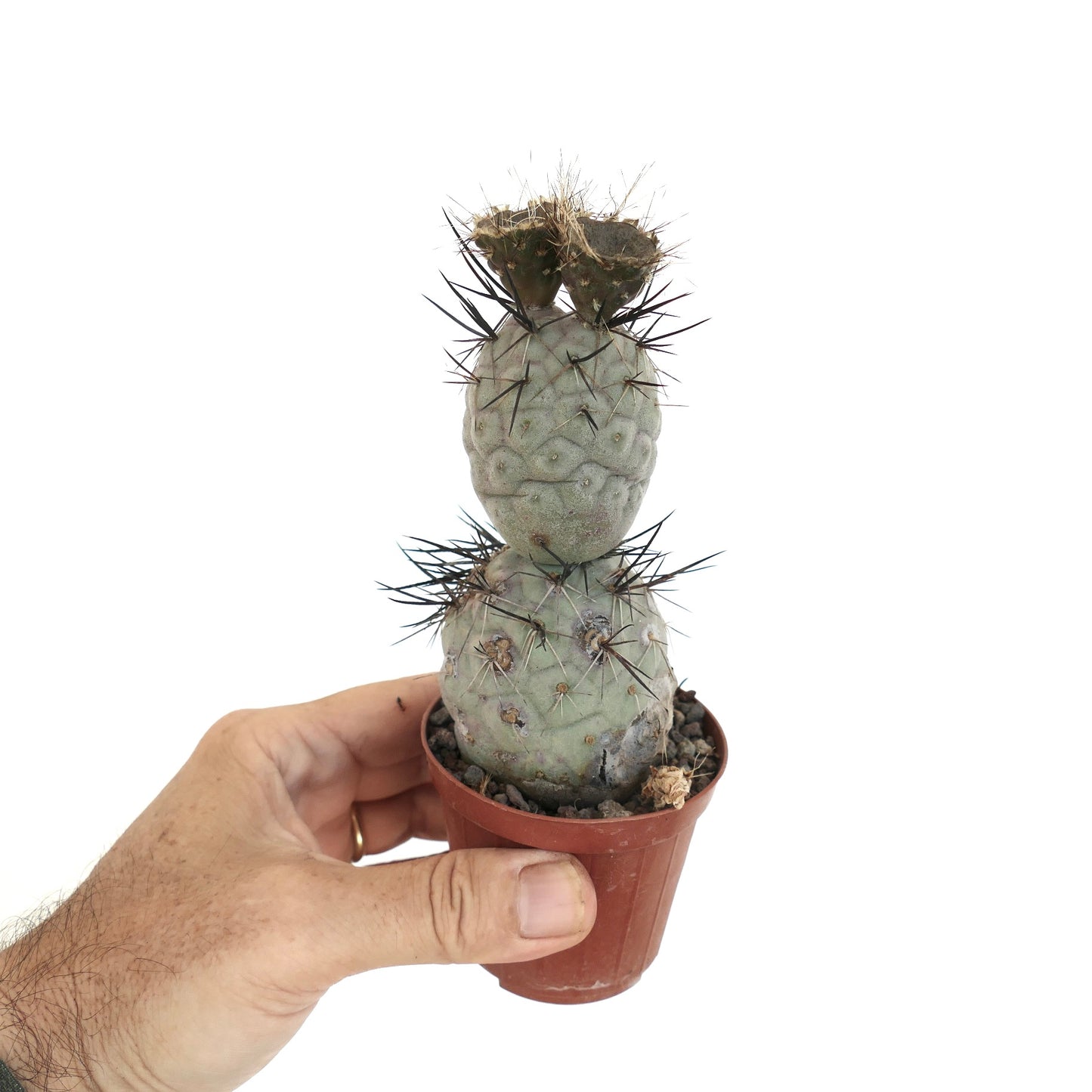 Tephrocactus geometricus BLACK SPINES