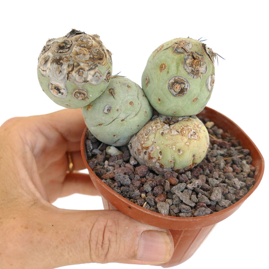 Tephrocactus geometricus