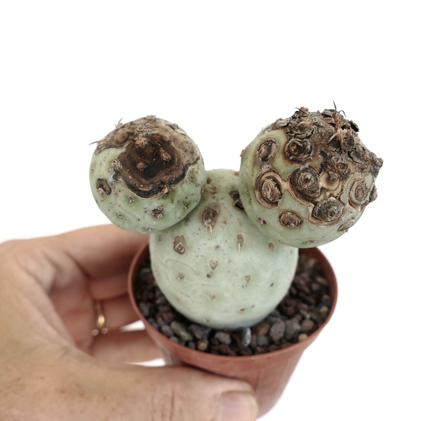 Tephrocactus geometricus