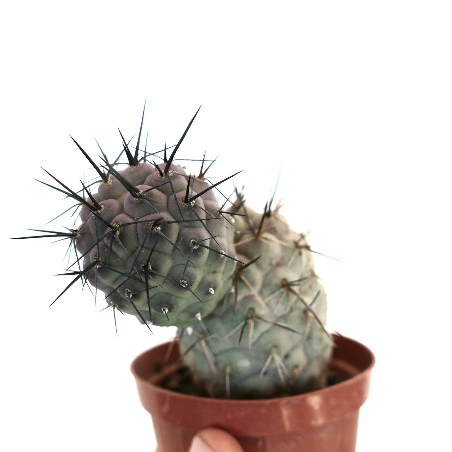 Tephrocactus geometricus BLACK SPINES