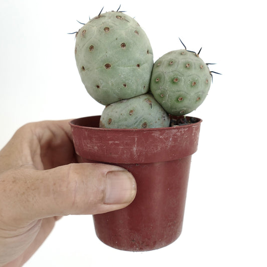 Tephrocactus geometricus