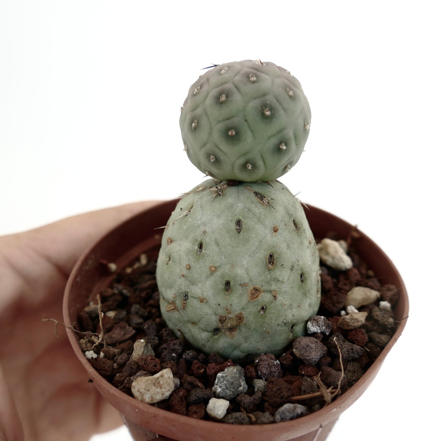 Tephrocactus geometricus