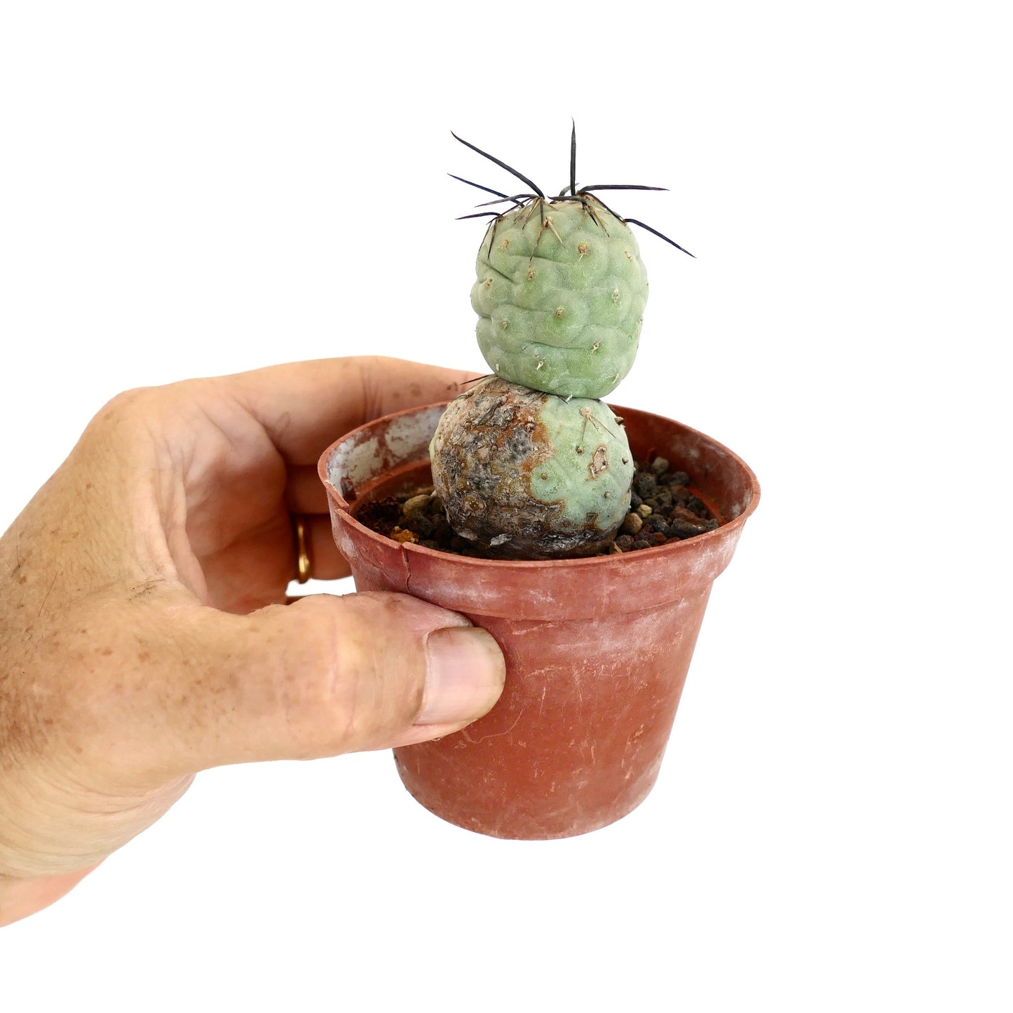 Tephrocactus geometricus BLACK SPINES