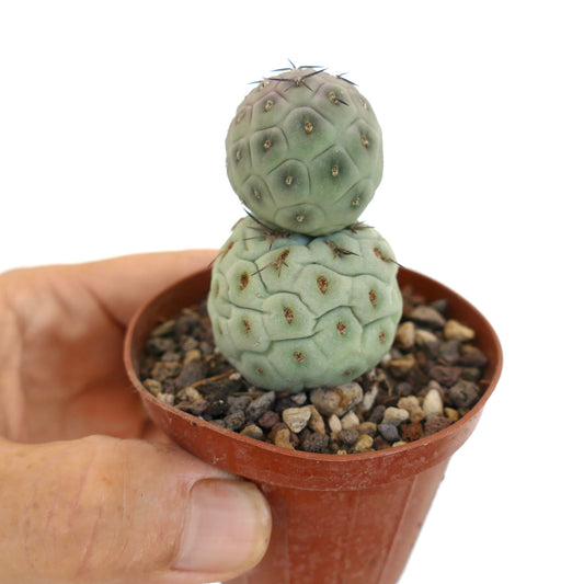 Tephrocactus geometricus BLACK SPINES