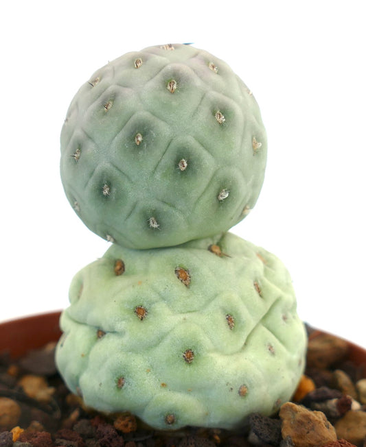 Tephrocactus geometricus