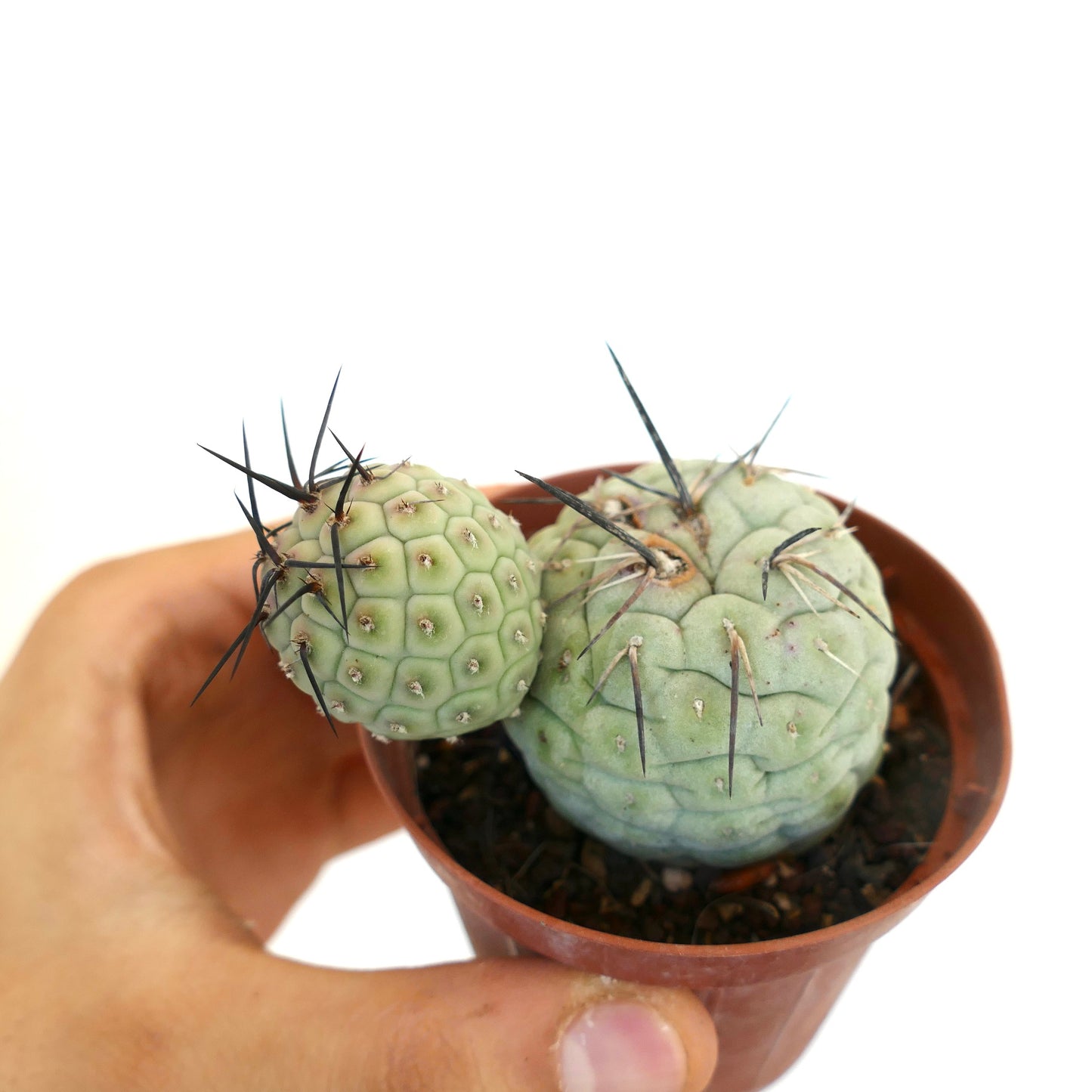 Tephrocactus geometricus BLACK SPINES