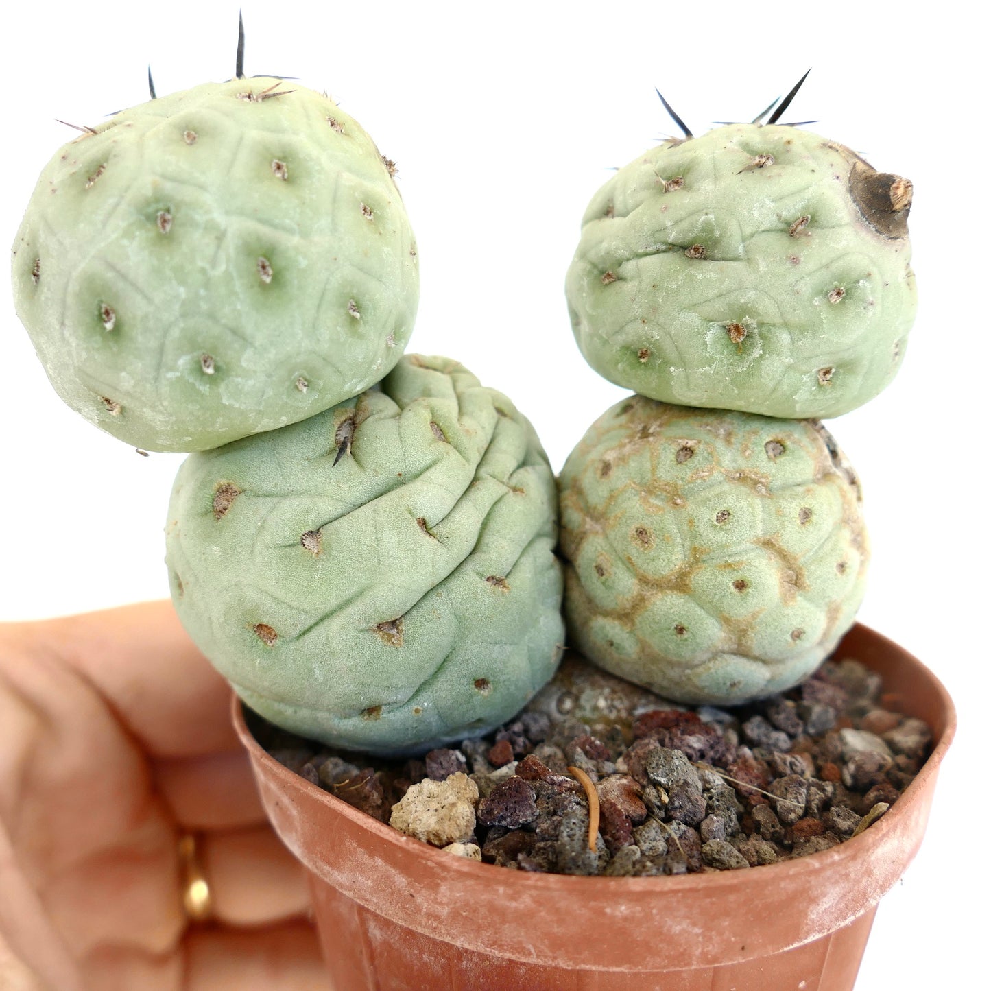 Tephrocactus geometricus BLACK SPINES