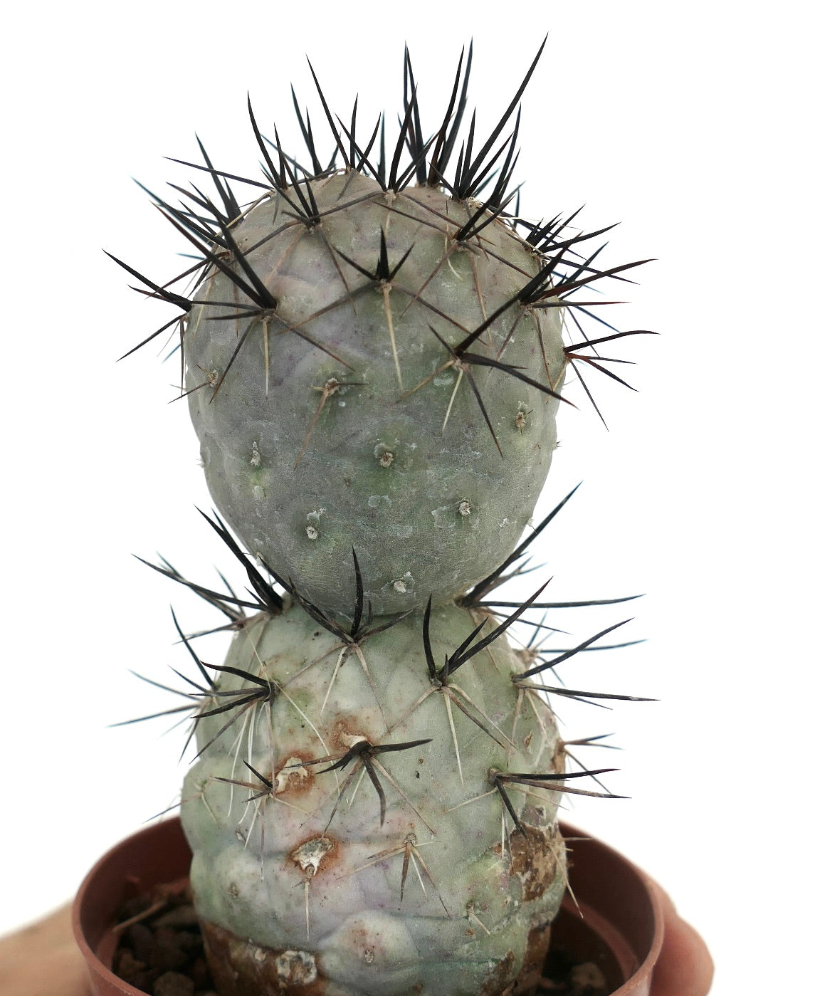 Tephrocactus geometricus BLACK SPINES