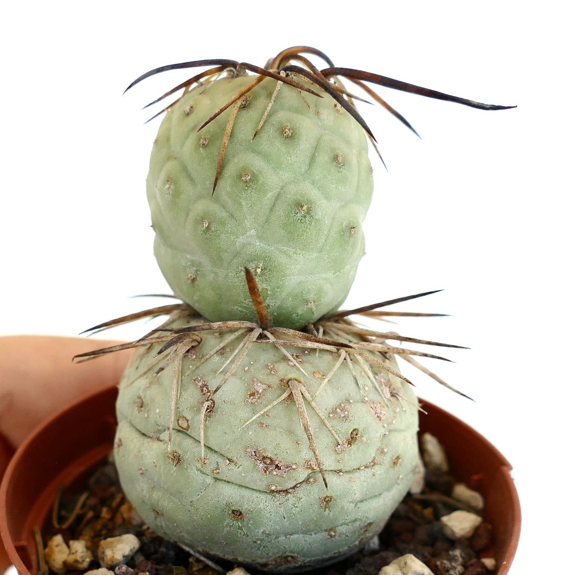 Tephrocactus geometricus BROWN SPINES