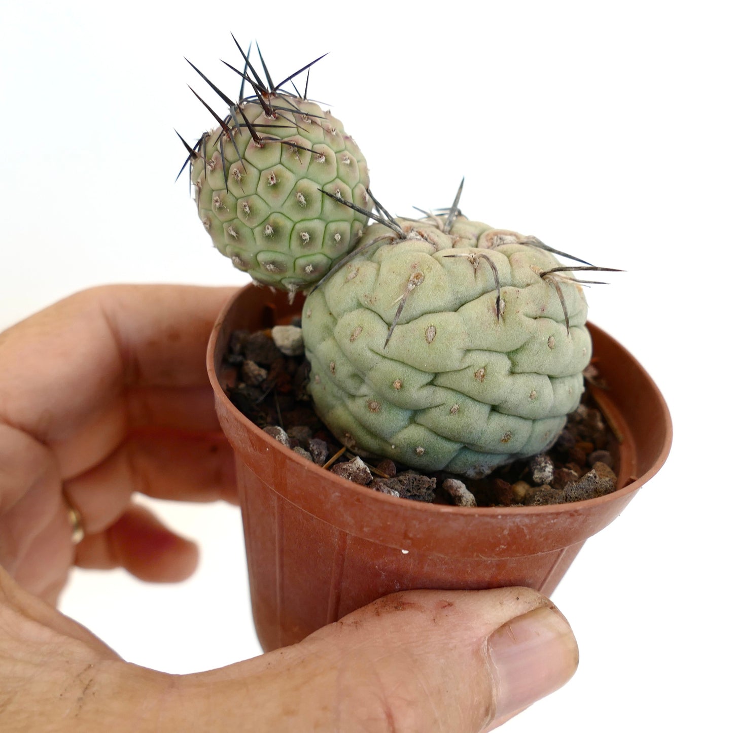 Tephrocactus geometricus BLACK SPINES