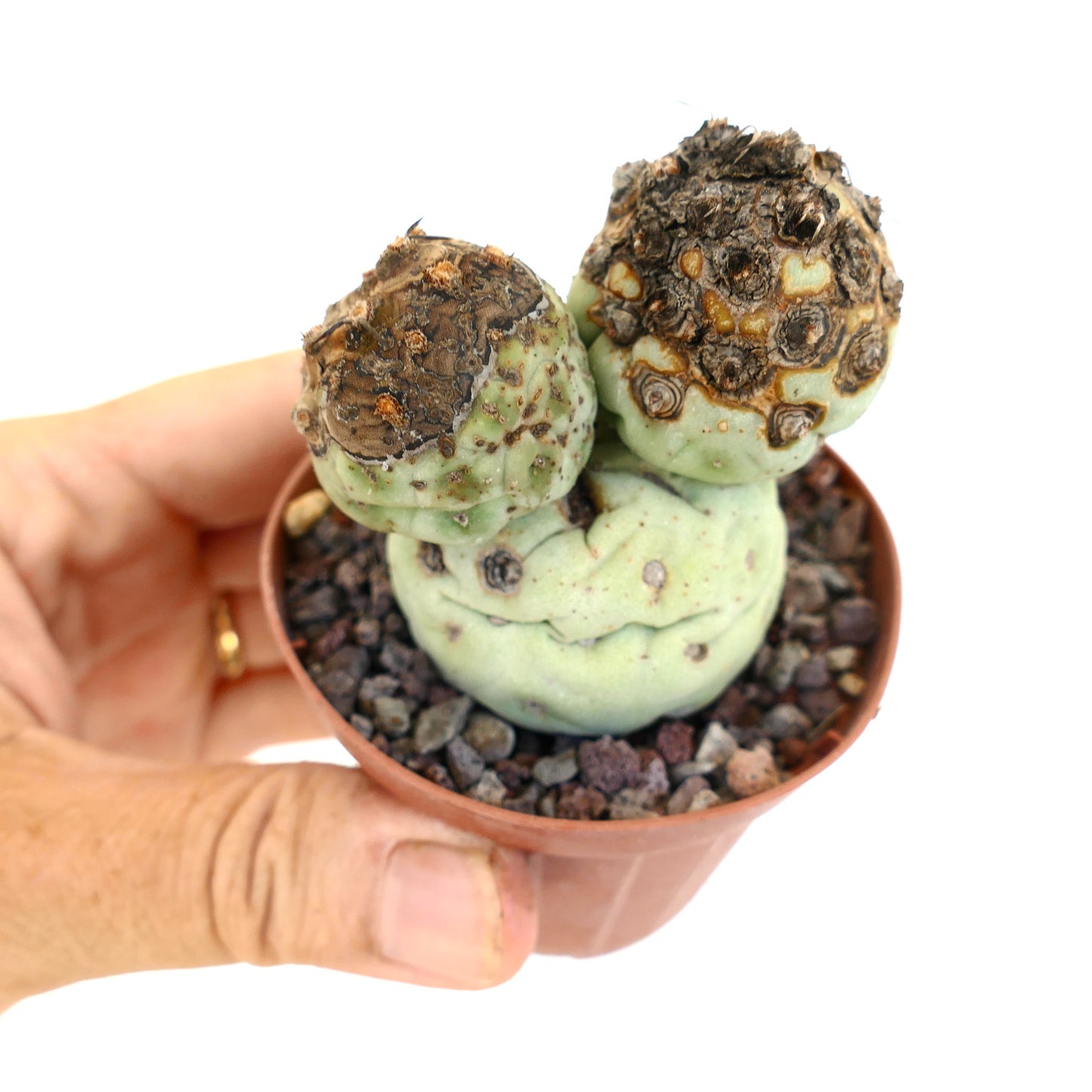 Tephrocactus geometricus