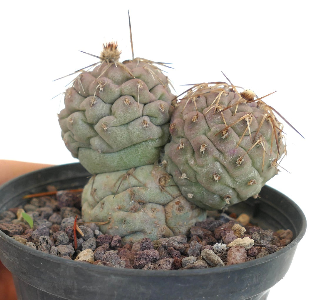 Tephrocactus geometricus BROWN SPINES