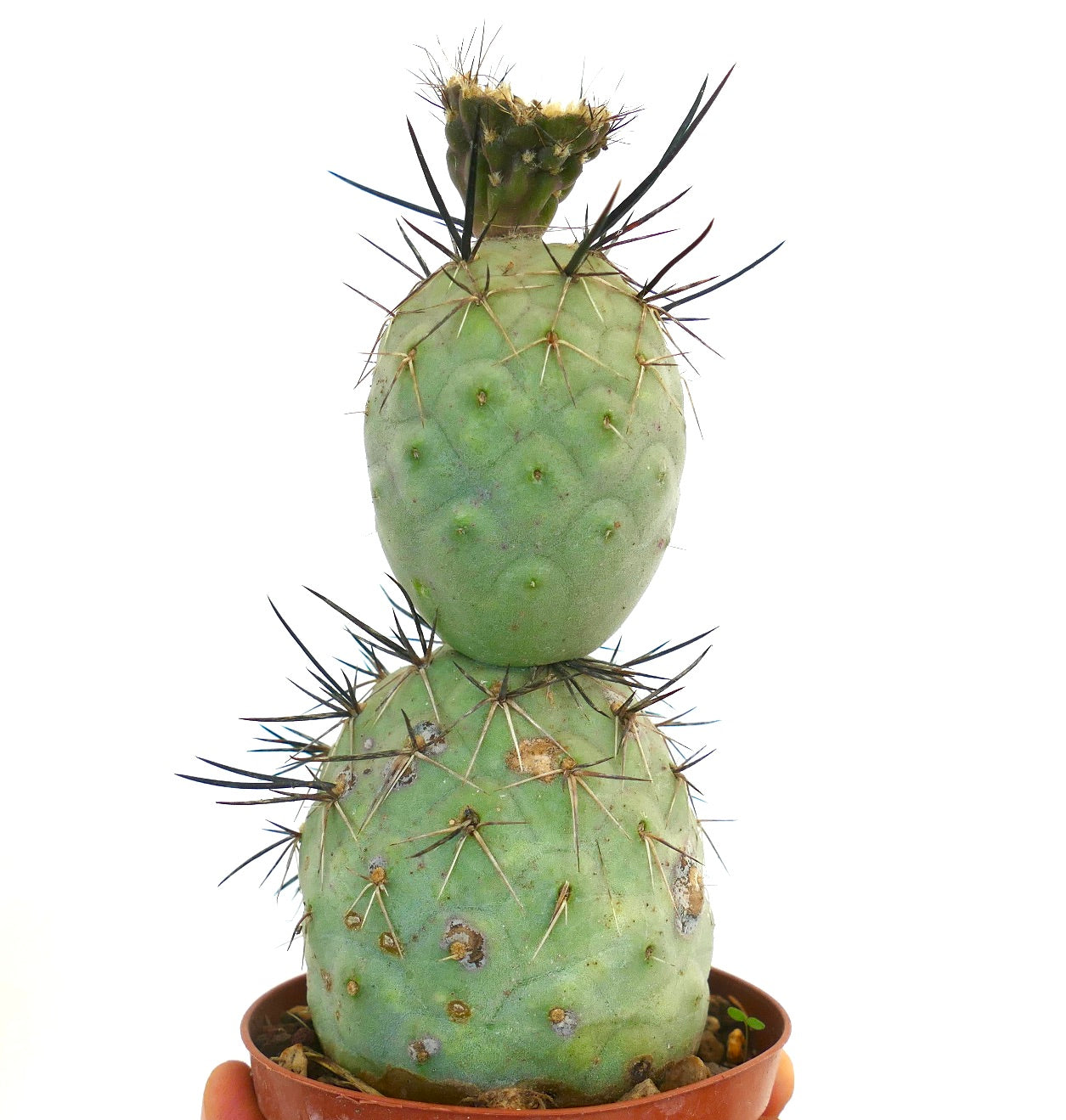 Tephrocactus geometricus BLACK SPINES