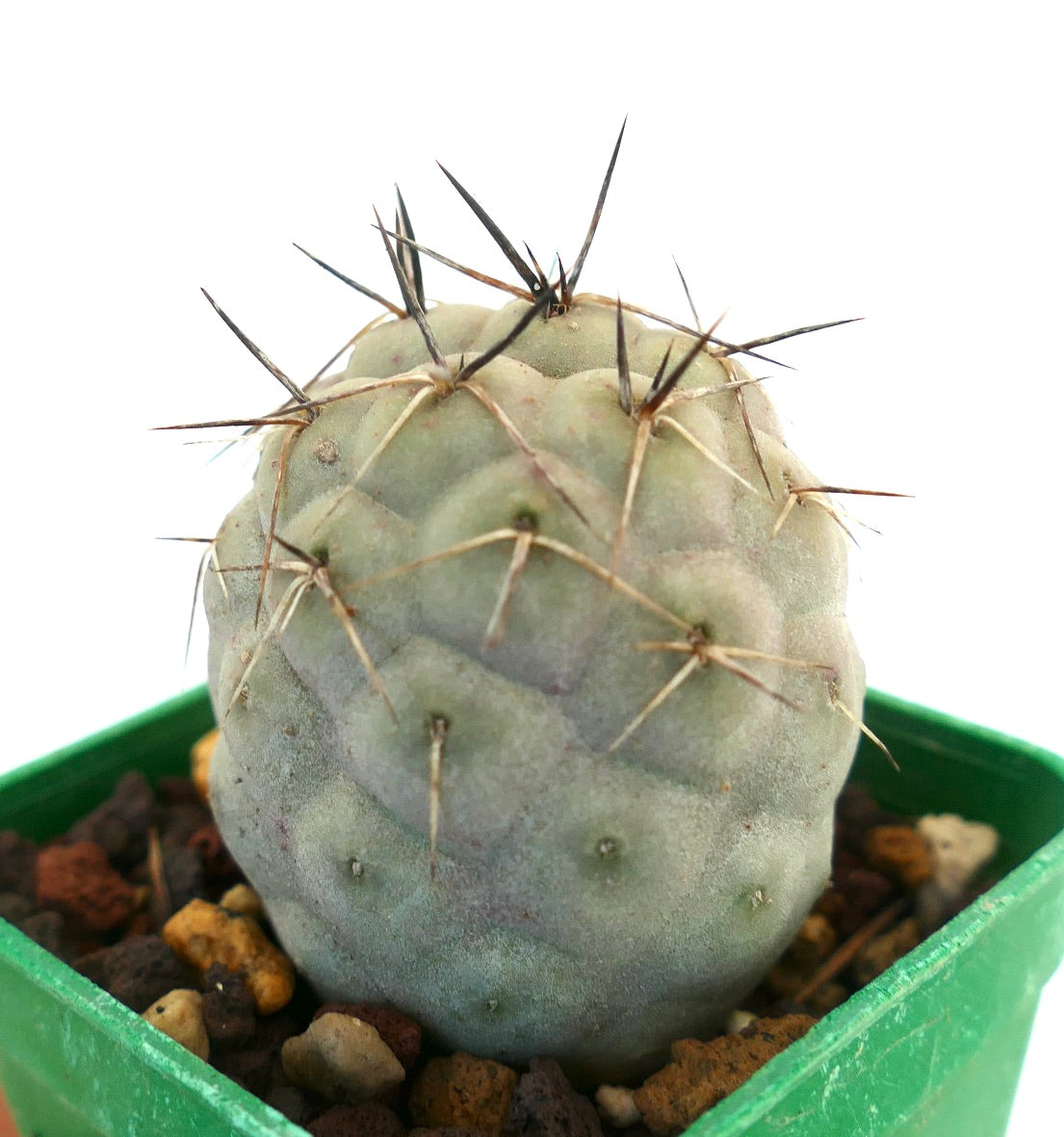 Tephrocactus geometricus BLACK SPINES