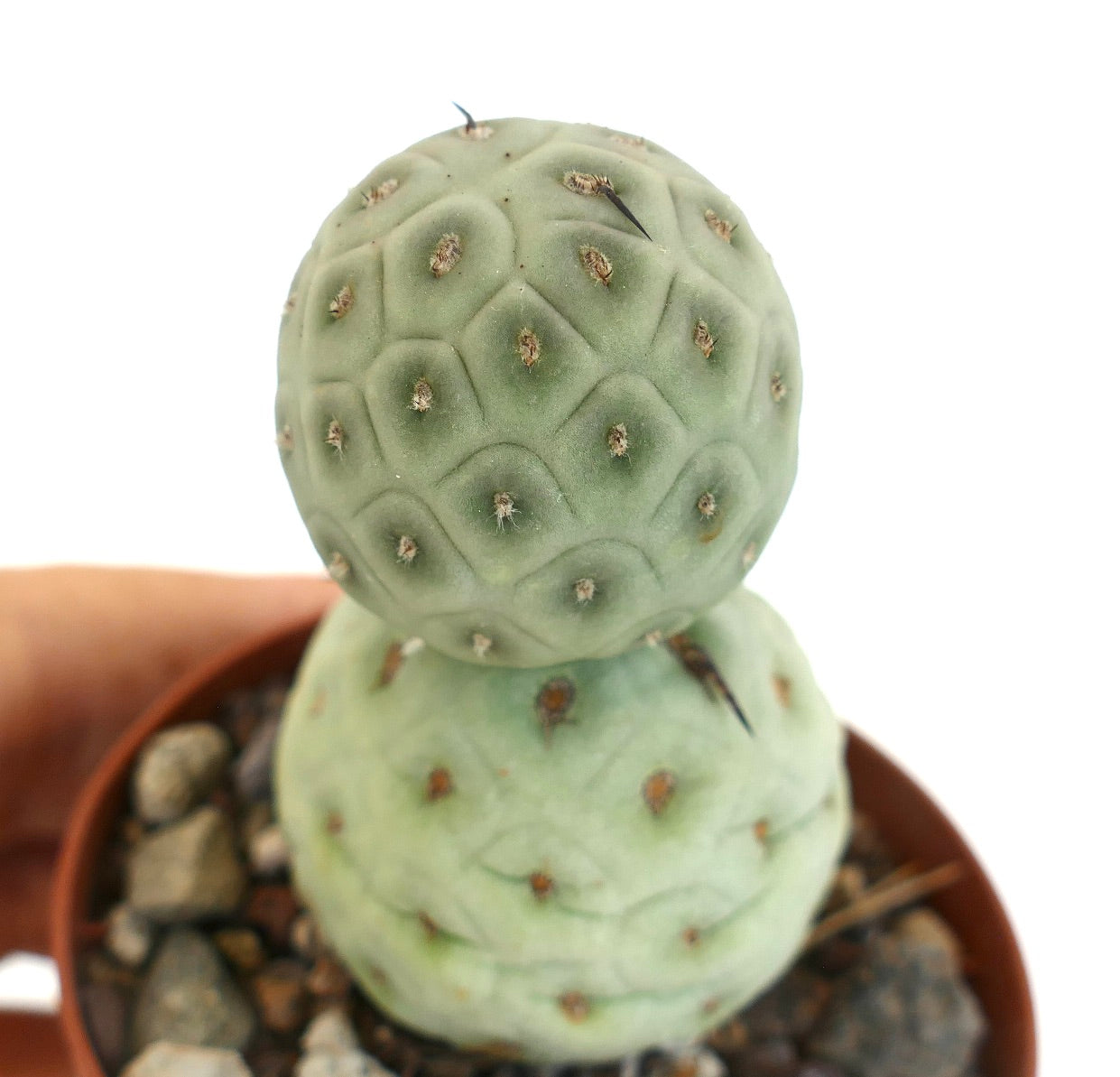 Tephrocactus geometricus