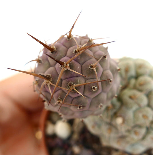 Tephrocactus geometricus BROWN SPINES