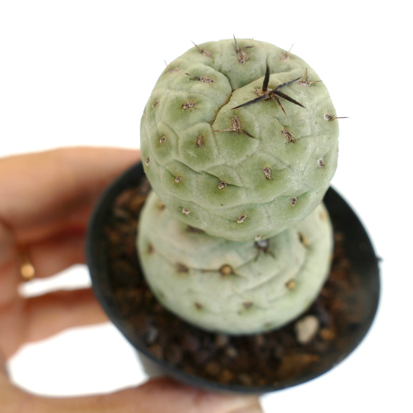 Tephrocactus geometricus BLACK SPINES