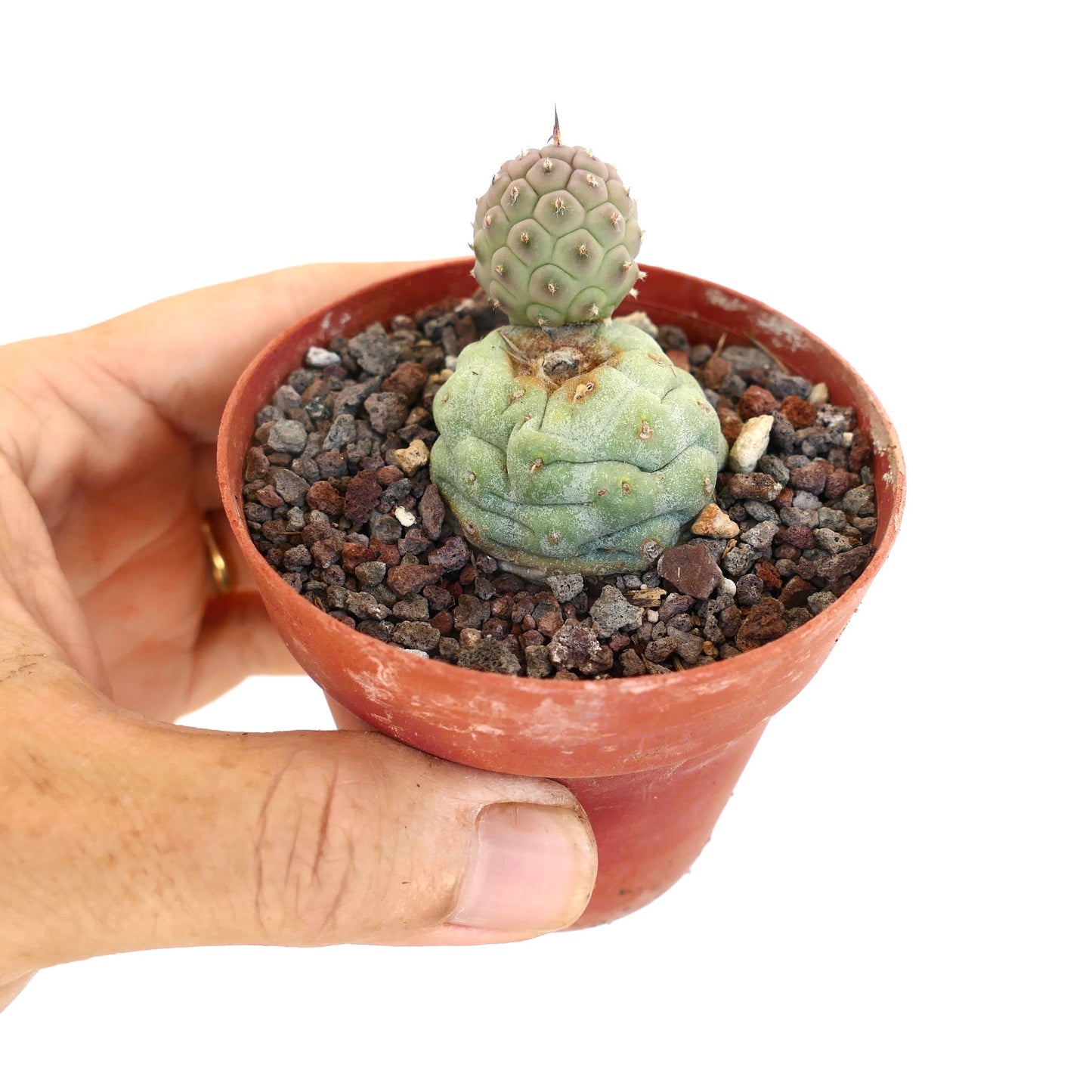 Tephrocactus geometricus BROWN SPINES