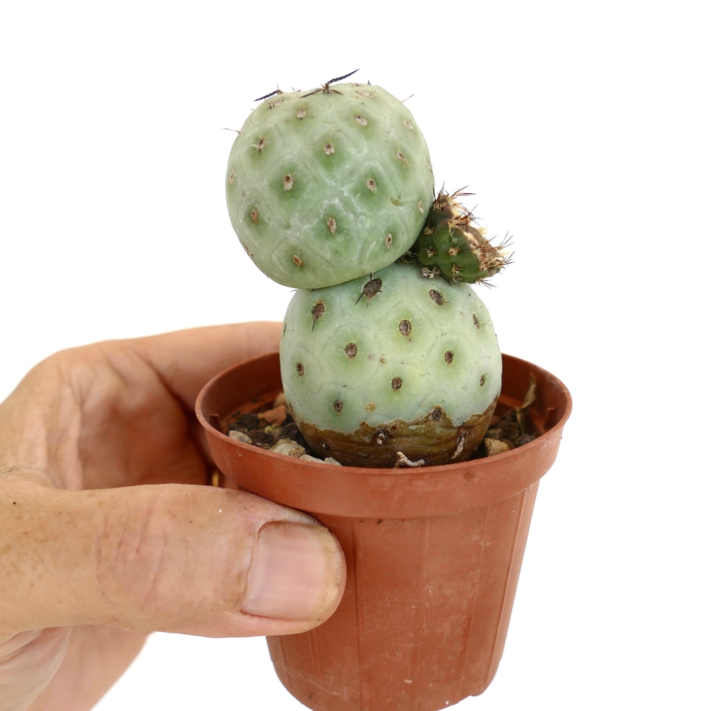 Tephrocactus geometricus