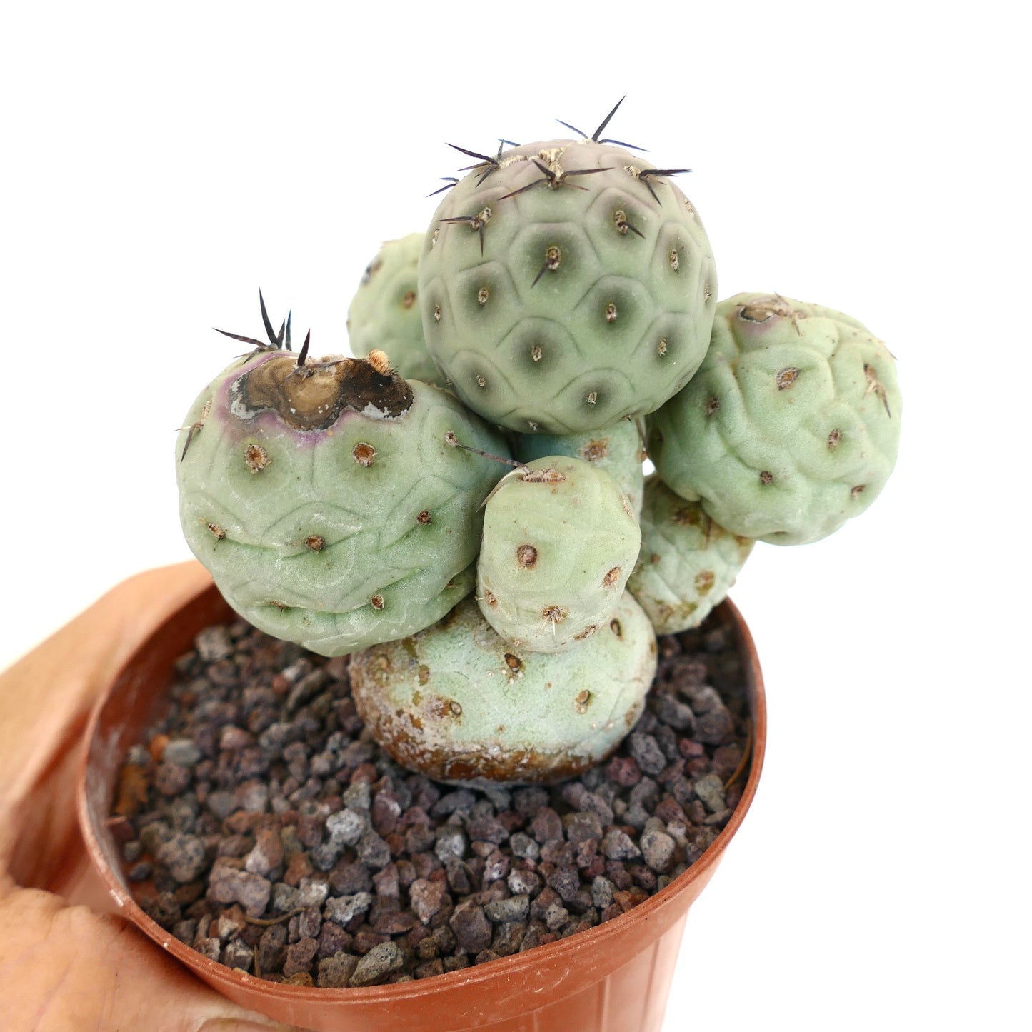 Tephrocactus geometricus 5 HEADS CLUSTER