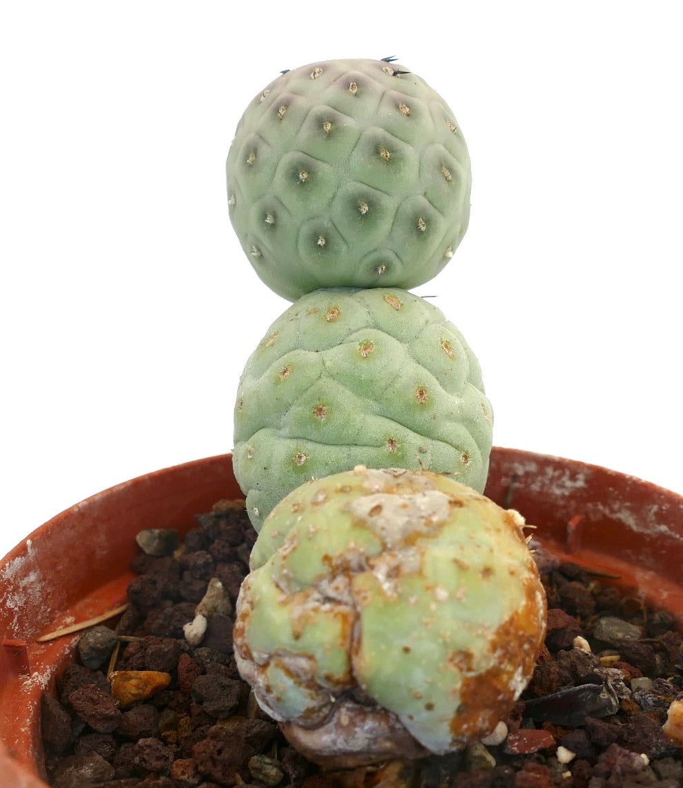 Tephrocactus geometricus