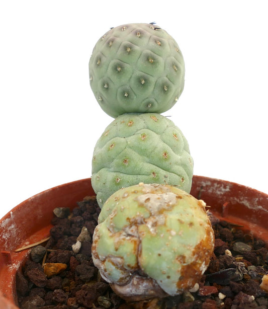 Tephrocactus geometricus