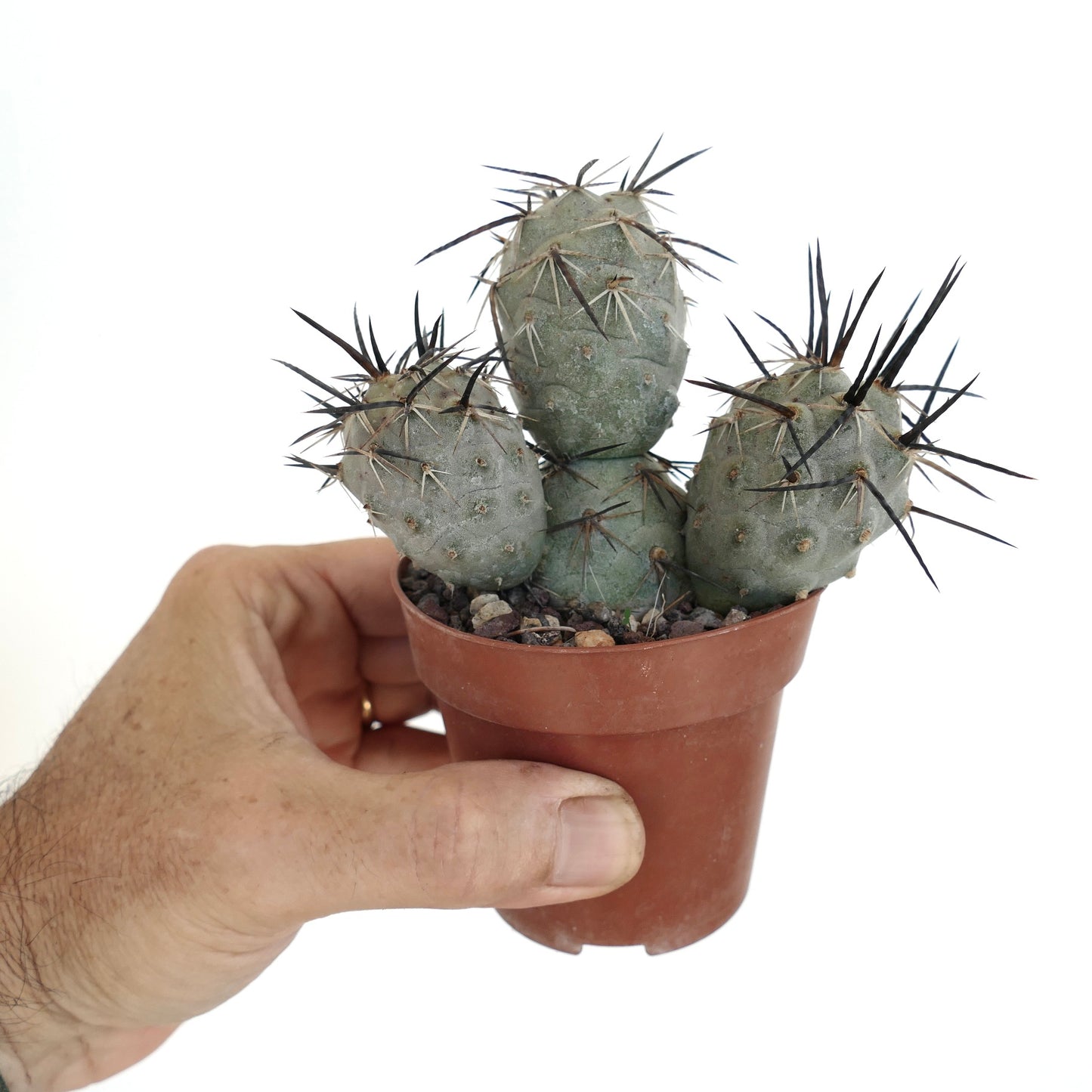 Tephrocactus geometricus BLACK SPINES 3 HEADS