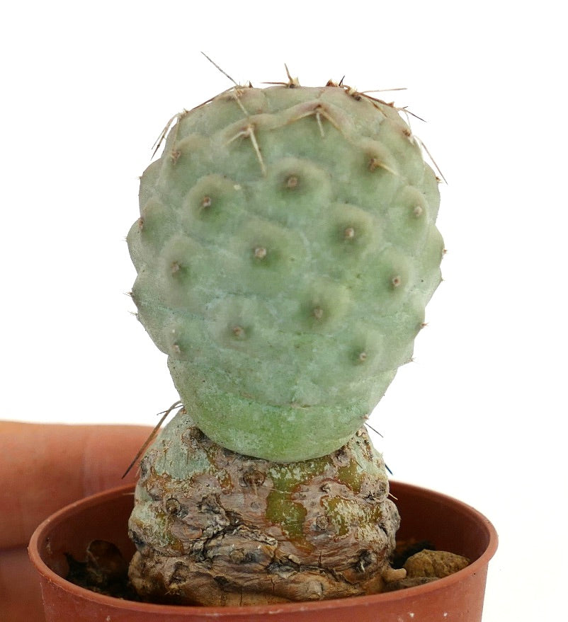 Tephrocactus geometricus BROWN SPINES