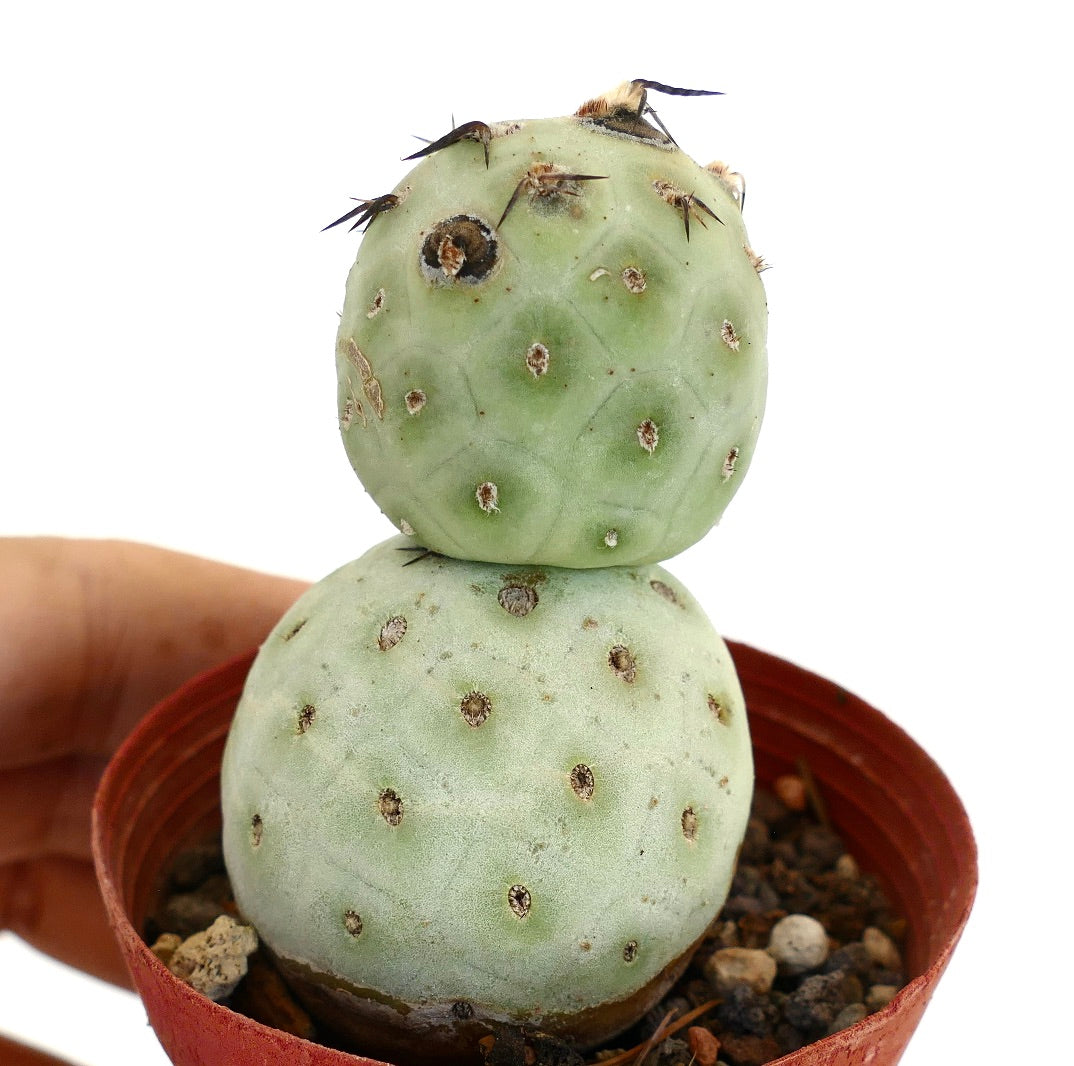 Tephrocactus geometricus BLACK SPINES