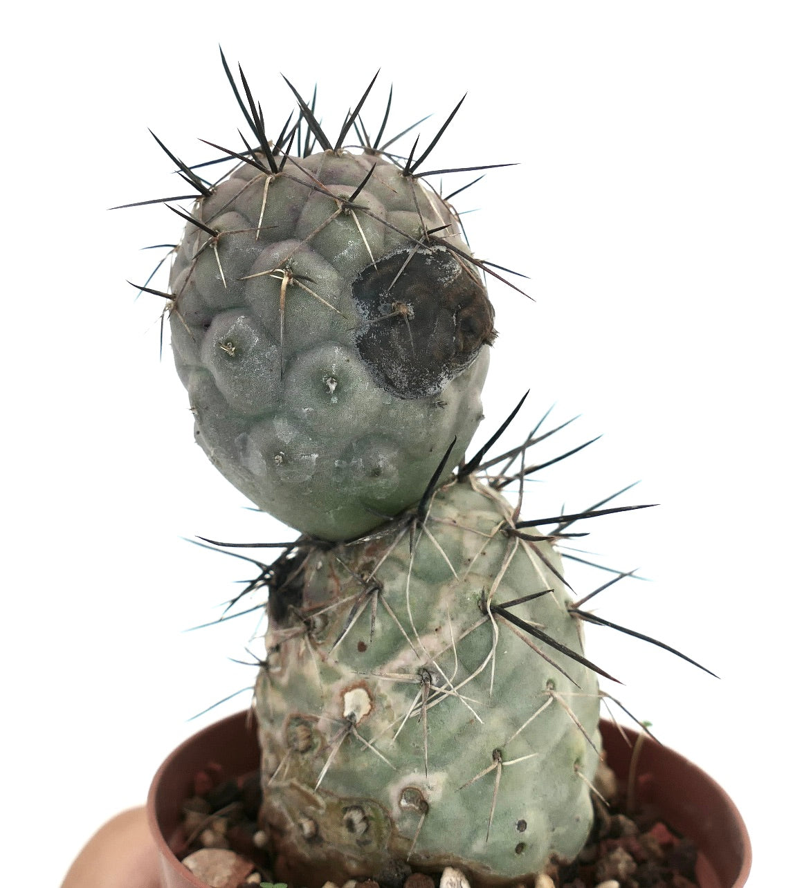 Tephrocactus geometricus BLACK SPINES