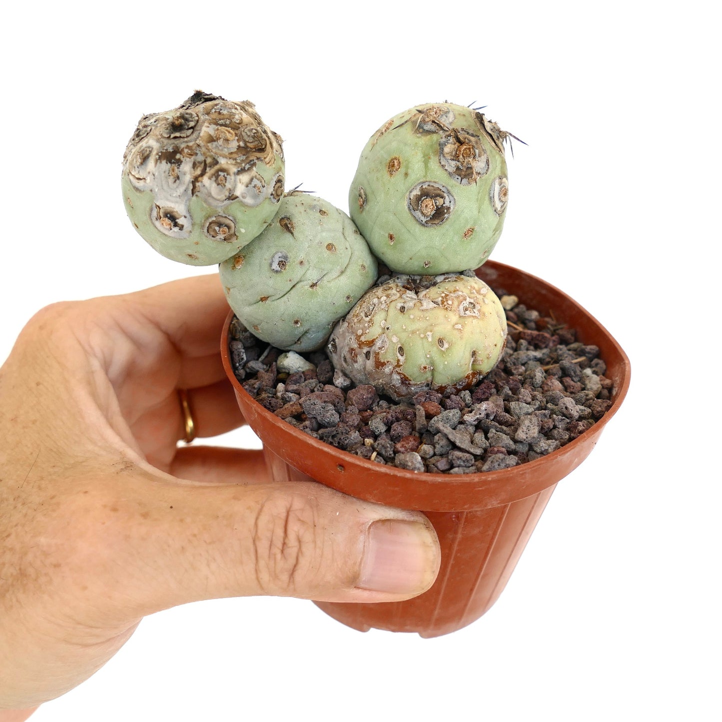 Tephrocactus geometricus