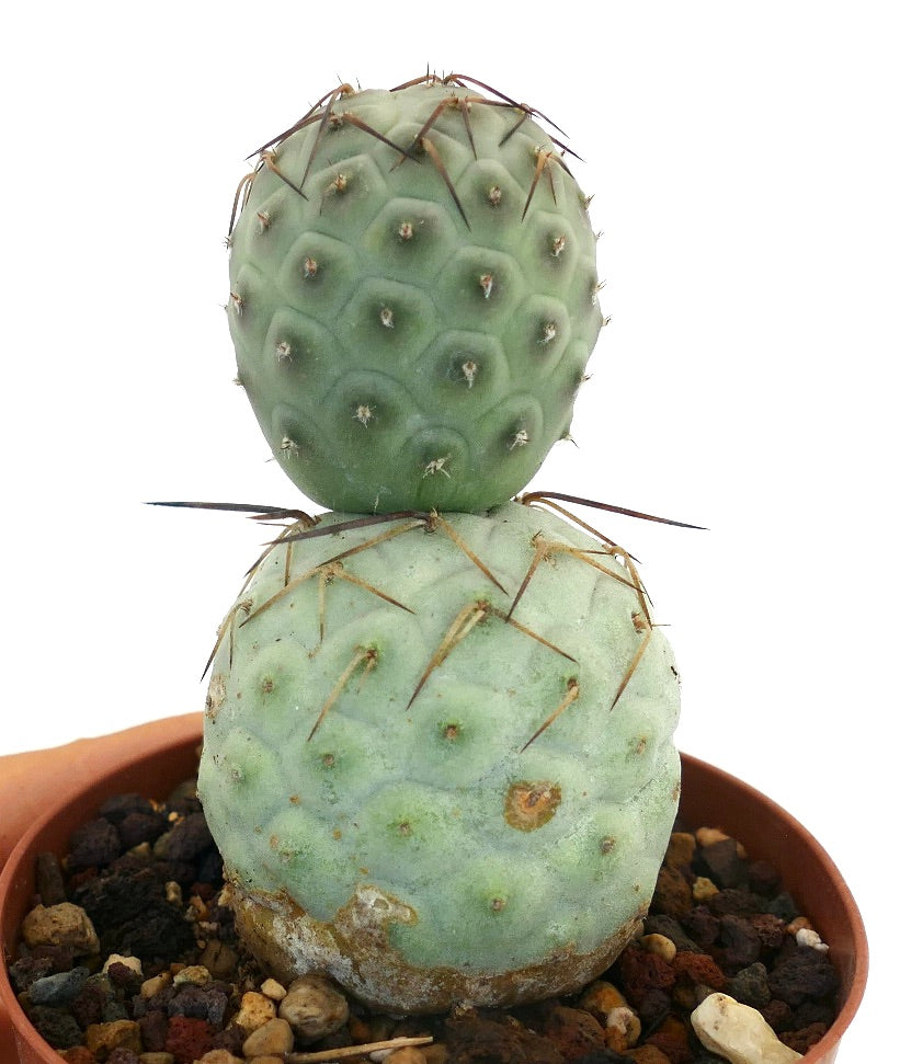 Tephrocactus geometricus BROWN SPINES