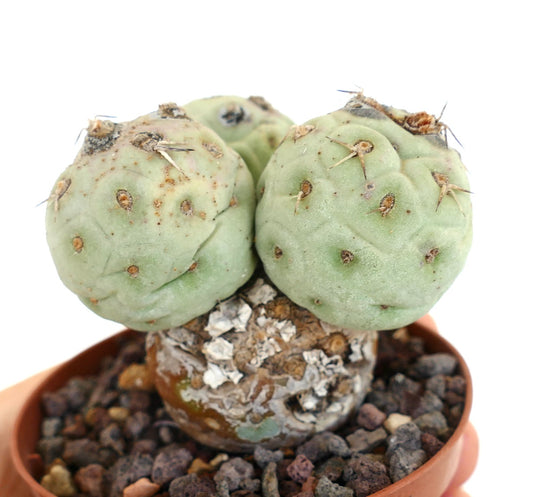 Tephrocactus geometricus