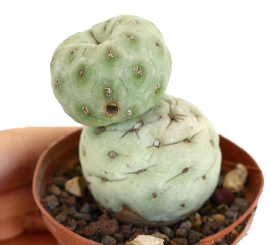 Tephrocactus geometricus