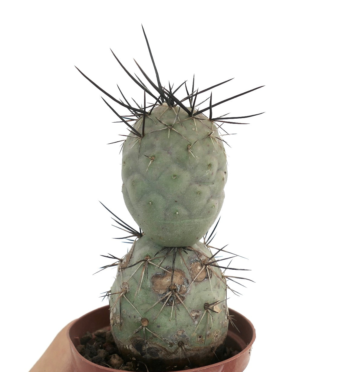 Tephrocactus geometricus BLACK SPINES