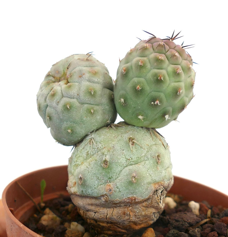 Tephrocactus geometricus BROWN SPINES