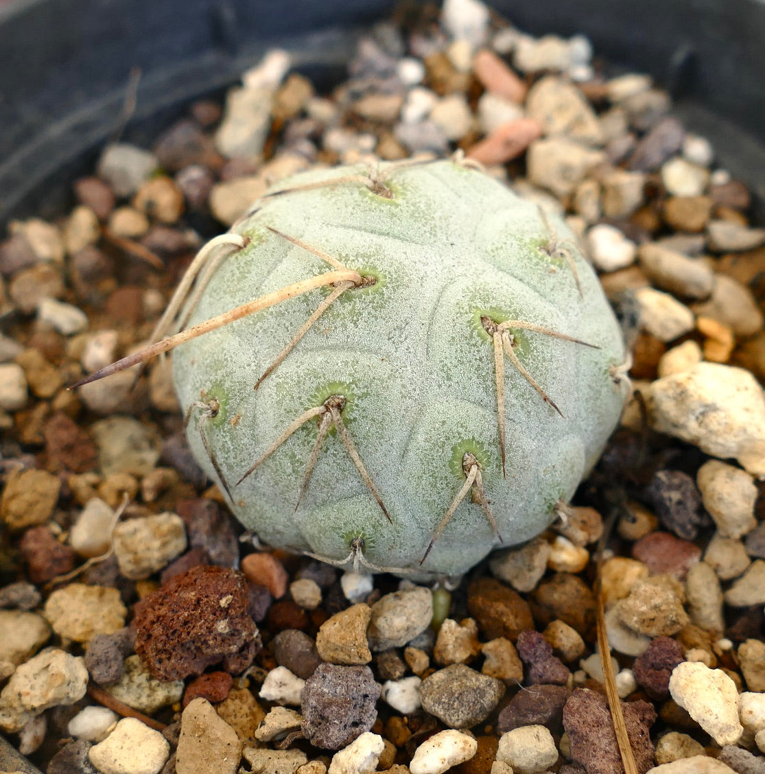 Tephrocactus geometricus WHITE SPINES