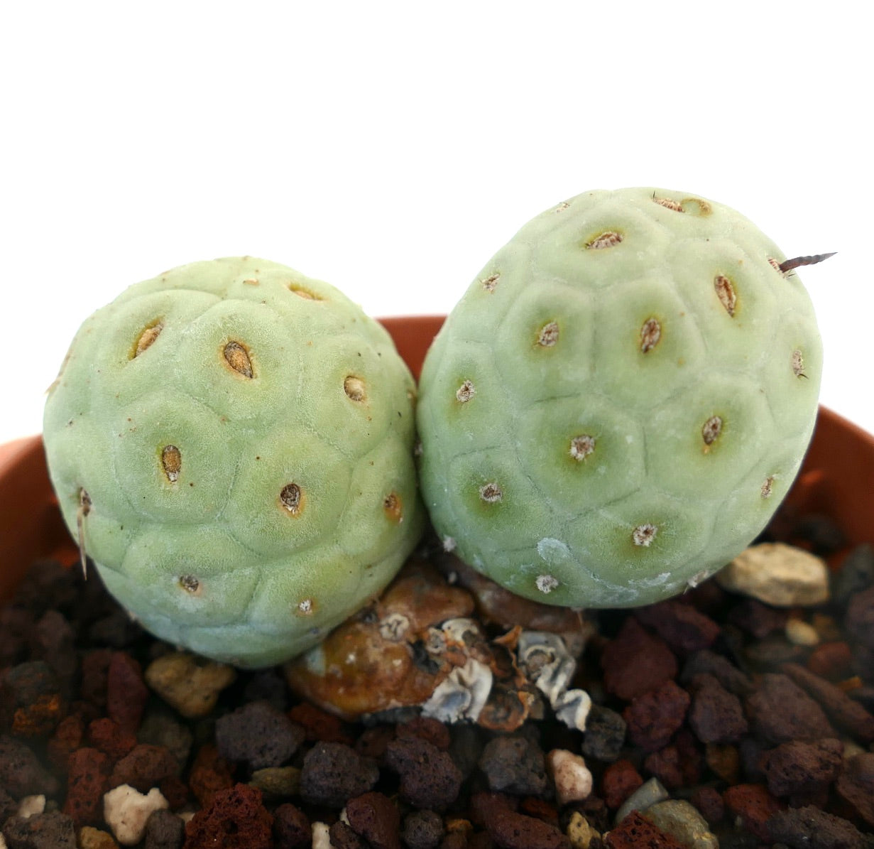 Tephrocactus geometricus