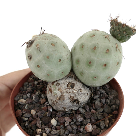 Tephrocactus geometricus