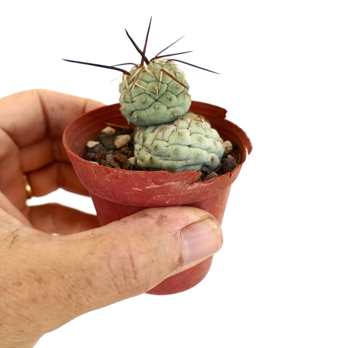 Tephrocactus geometricus BROWN SPINES