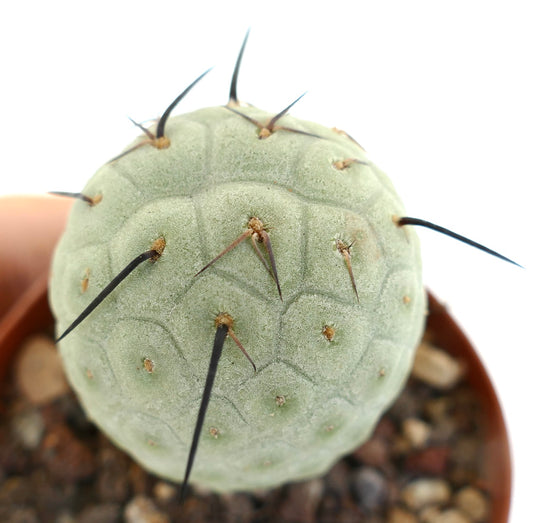 Tephrocactus geometricus BLACK SPINES