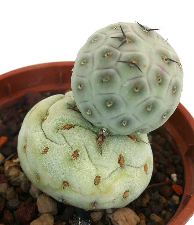 Tephrocactus geometricus BLACK SPINES