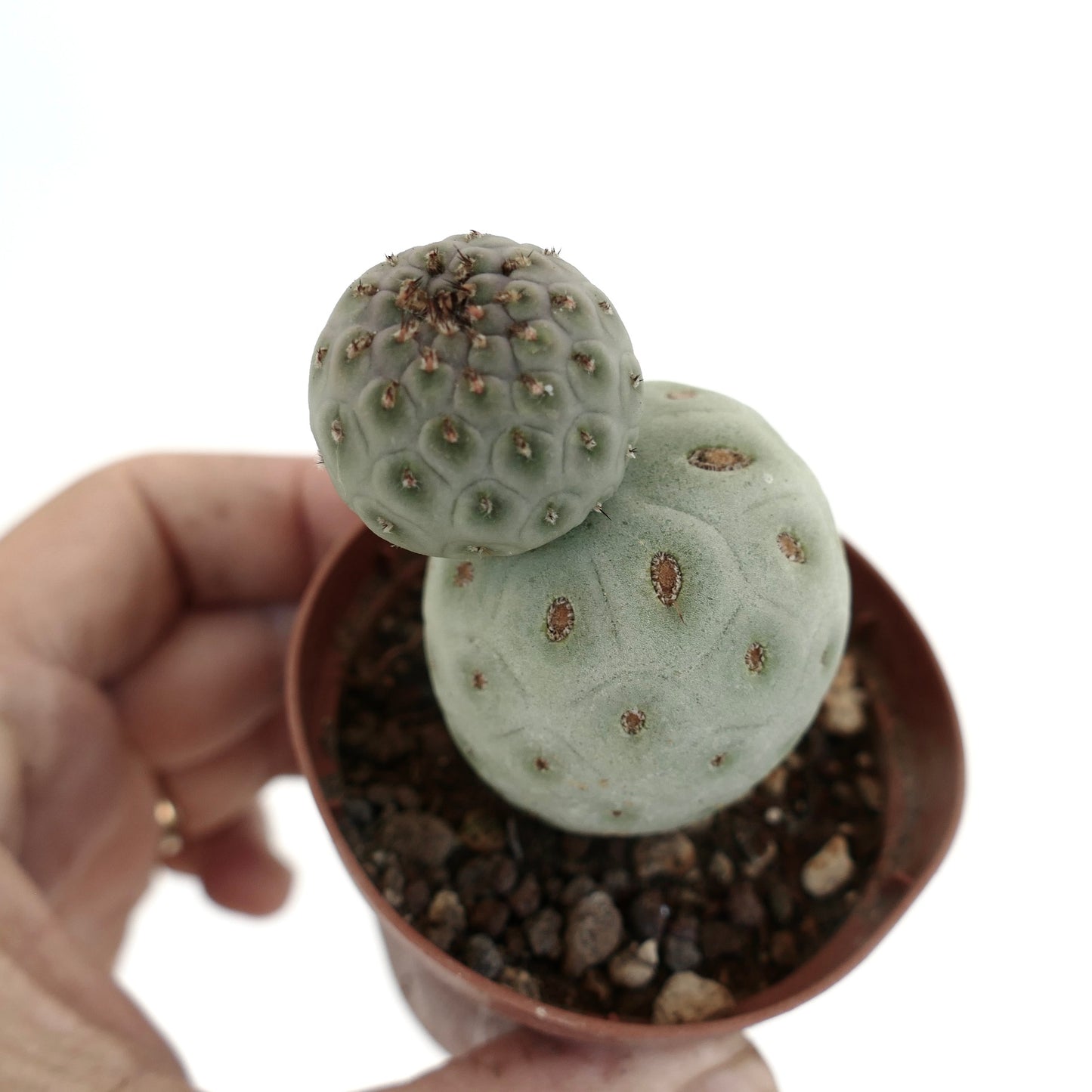 Tephrocactus geometricus