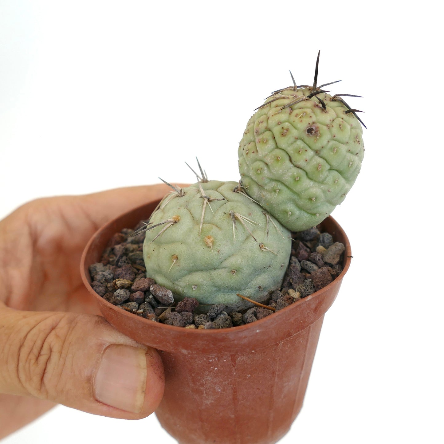 Tephrocactus geometricus BLACK SPINES