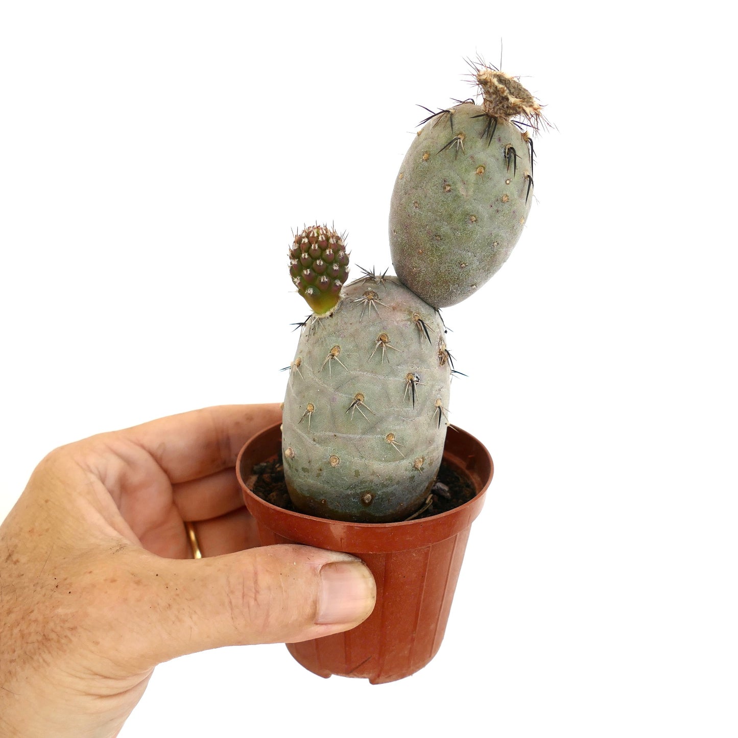 Tephrocactus geometricus BLACK SPINES