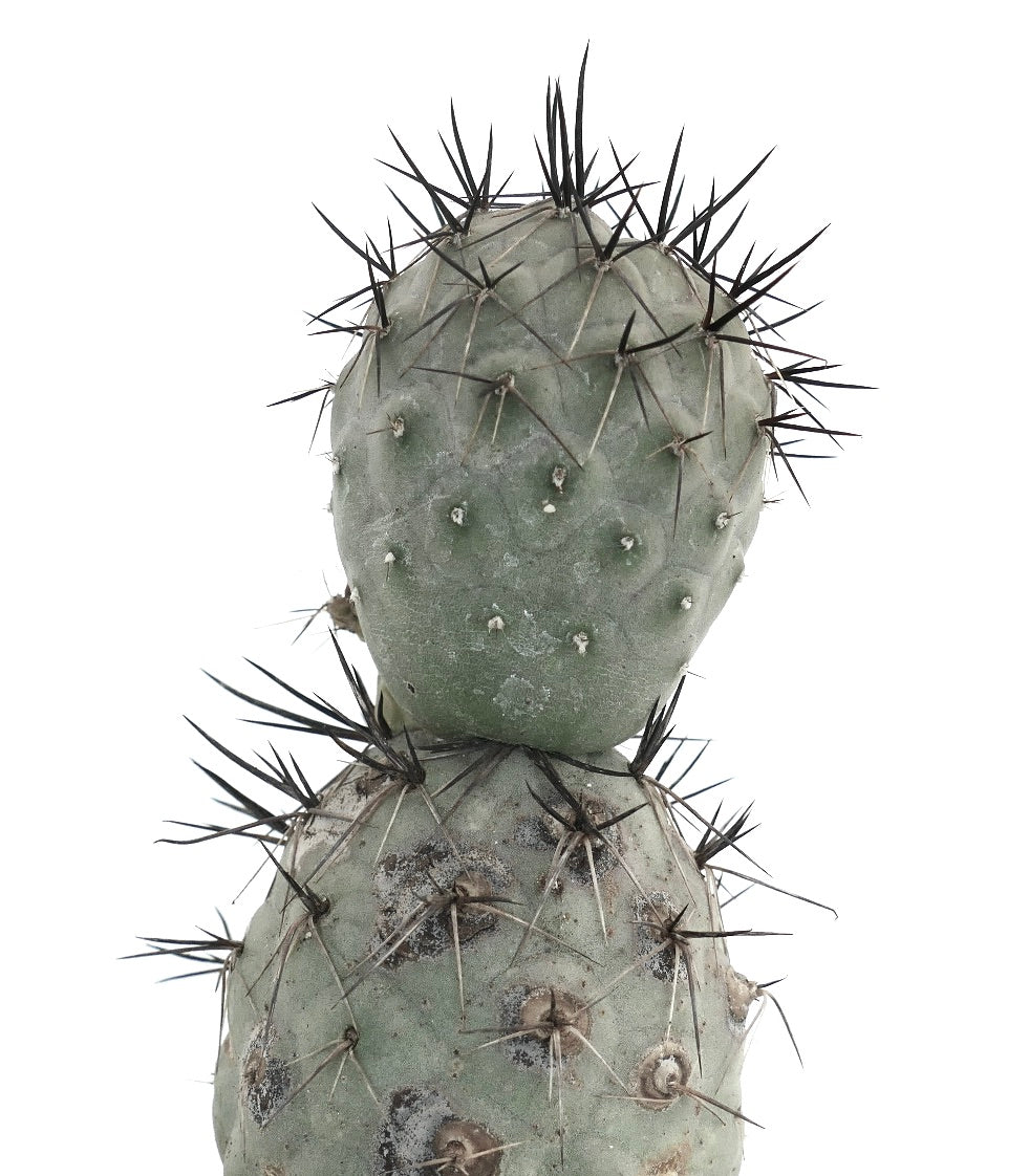 Tephrocactus geometricus BLACK SPINES